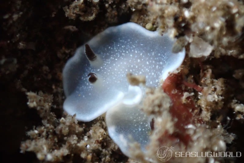 ジボガウミウシ Glossodoris misakinosibogae