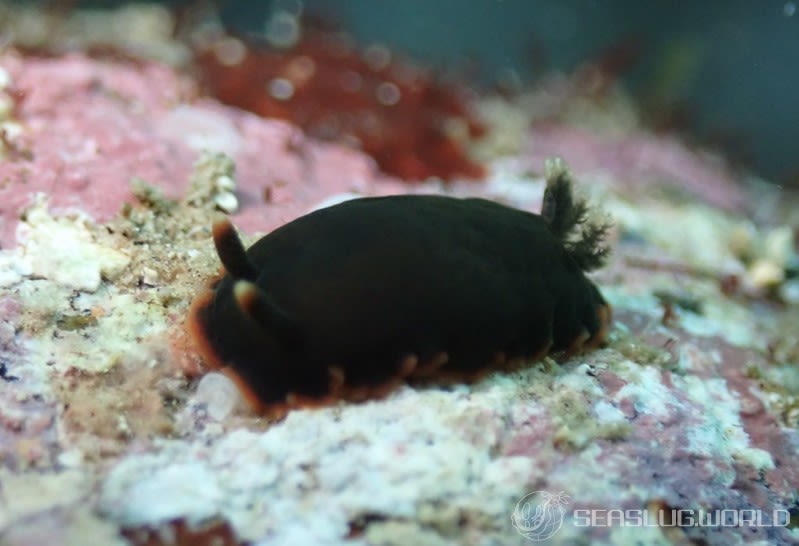 クロシタナシウミウシ Dendrodoris arborescens