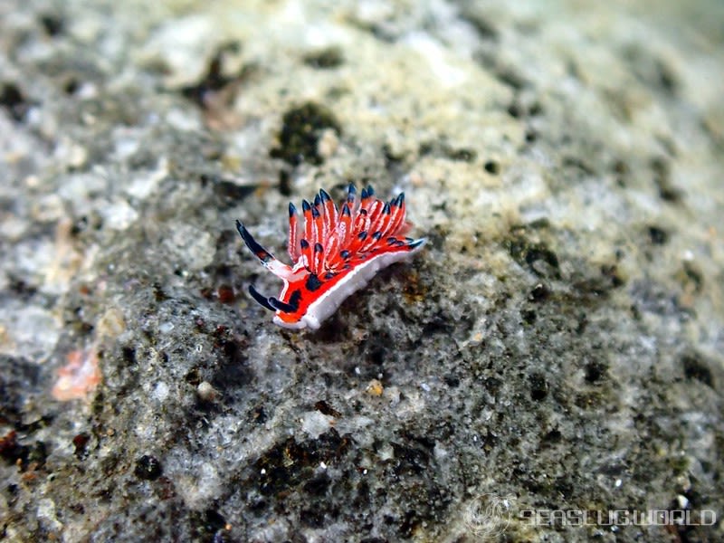 ツマグロミノウミウシ Eubranchus mimeticus