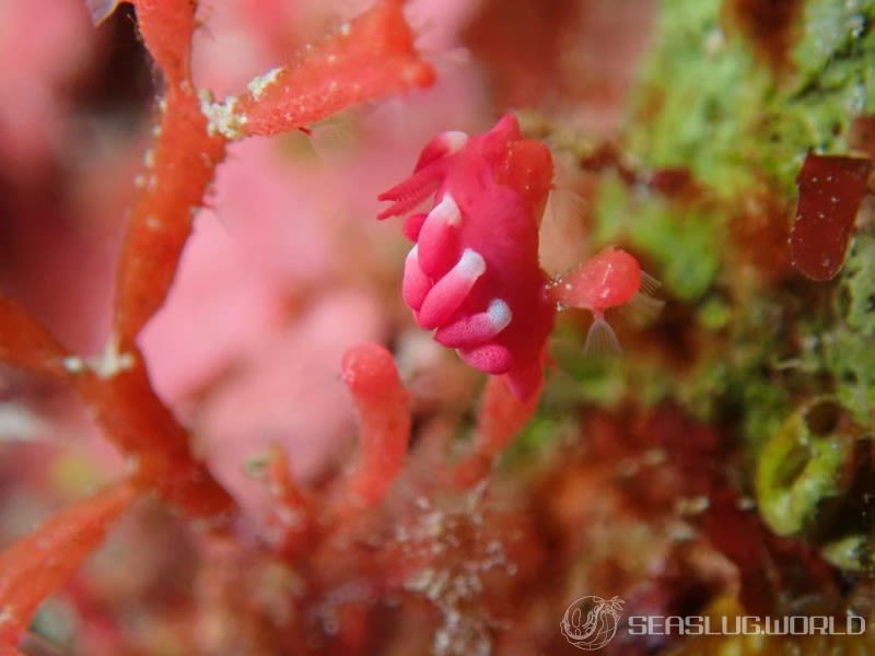 アカイバラウミウシ Ceratodoris kondoi