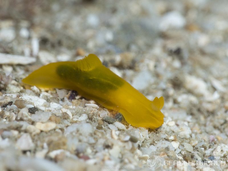 キヌハダウミウシ属の一種 33 Gymnodoris sp.33