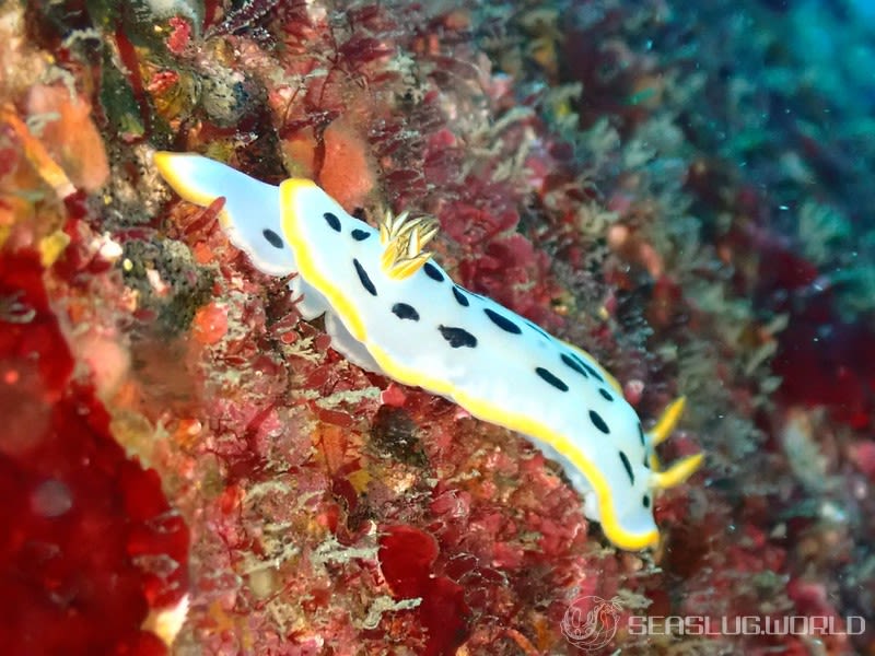 シロウミウシ Chromodoris orientalis