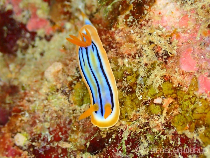 コールマンウミウシ Chromodoris colemani