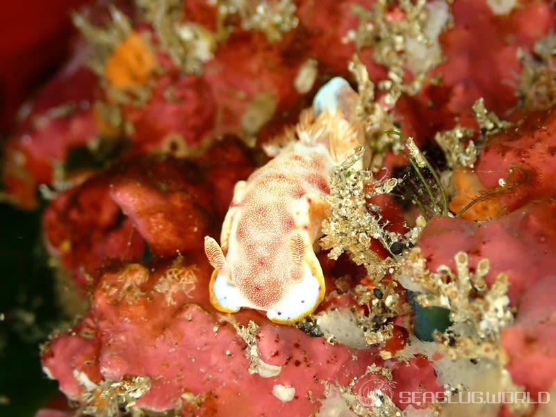 ミカドウミウシ Hexabranchus lacer