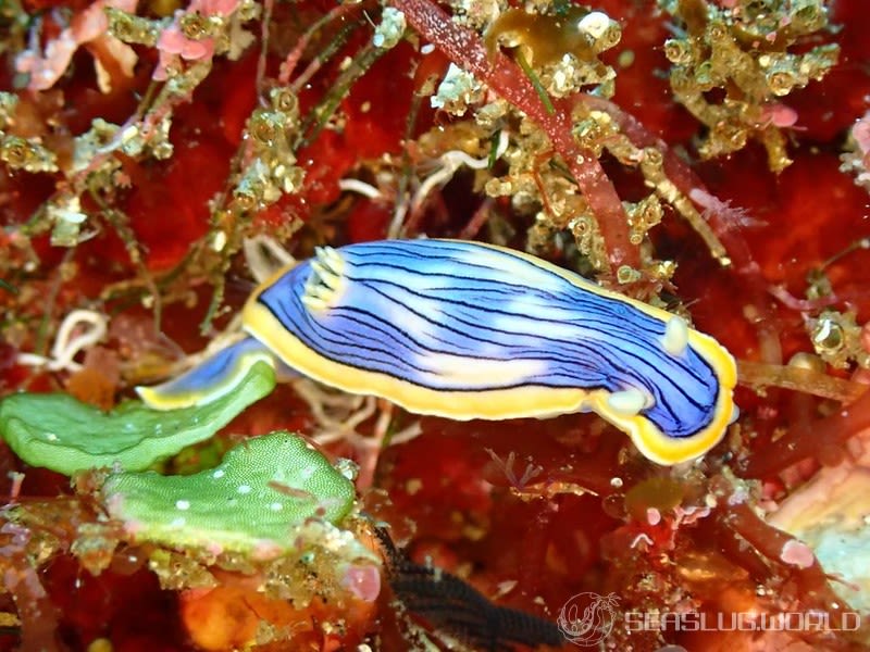 コンガスリウミウシ Chromodoris sp. 1