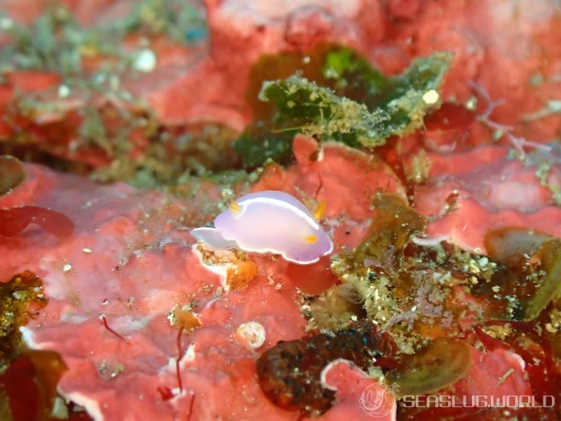 シモダイロウミウシ Hypselodoris shimodaensis