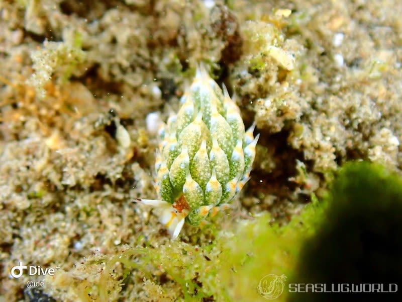 テングモウミウシ Costasiella kuroshimae