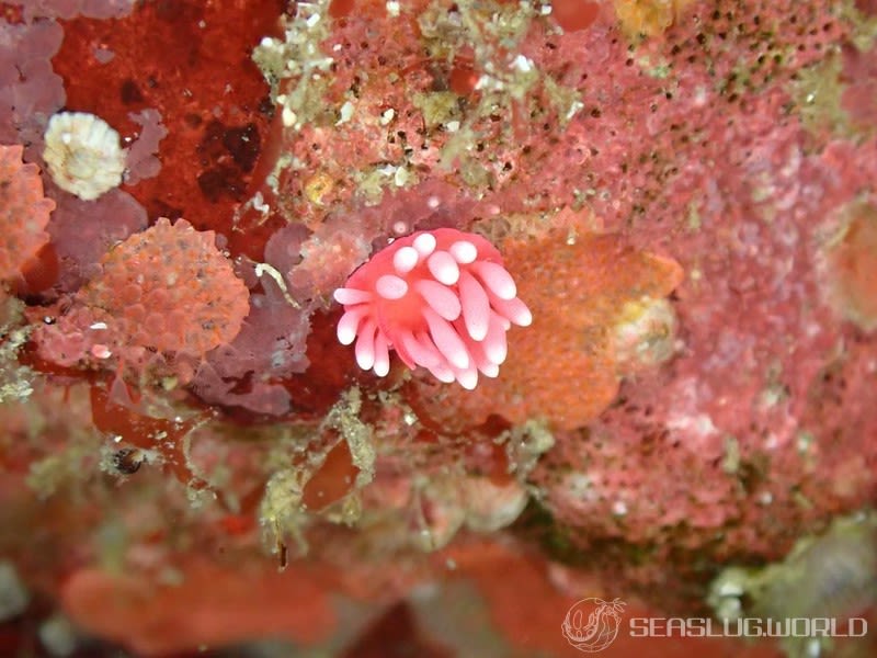 ヒロウミウシ Ceratodoris hiroi