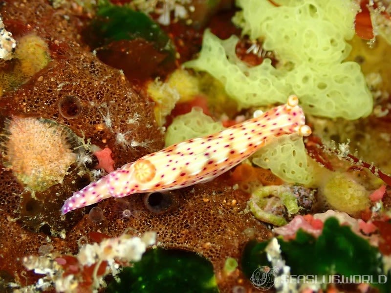 ニヨリセンテンイロウミウシ Hypselodoris maculosa