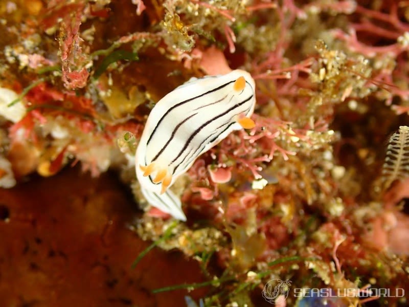 ホンノリイロウミウシ Chromodoris sp. 7