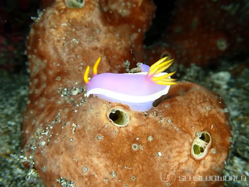 カグヤヒメウミウシ Hypselodoris variobranchia