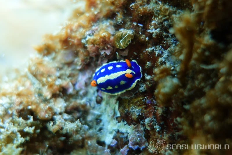 アオウミウシ Hypselodoris festiva