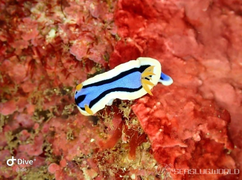 アンナウミウシ Chromodoris annae