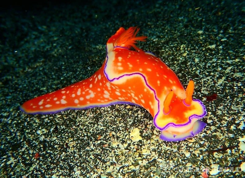 フタイロニシキウミウシ Ceratosoma bicolor