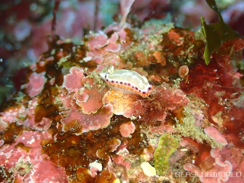 セトイロウミウシ Goniobranchus setoensis