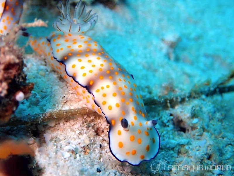 ヒュプセロドーリス・プルケッラ Hypselodoris pulchella