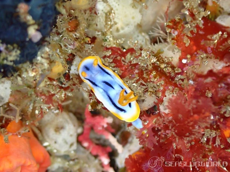 シボリイロウミウシ Chromodoris strigata