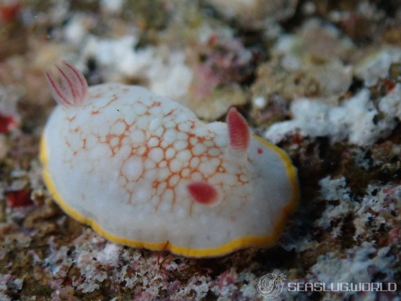 サラサウミウシ Goniobranchus sp.16