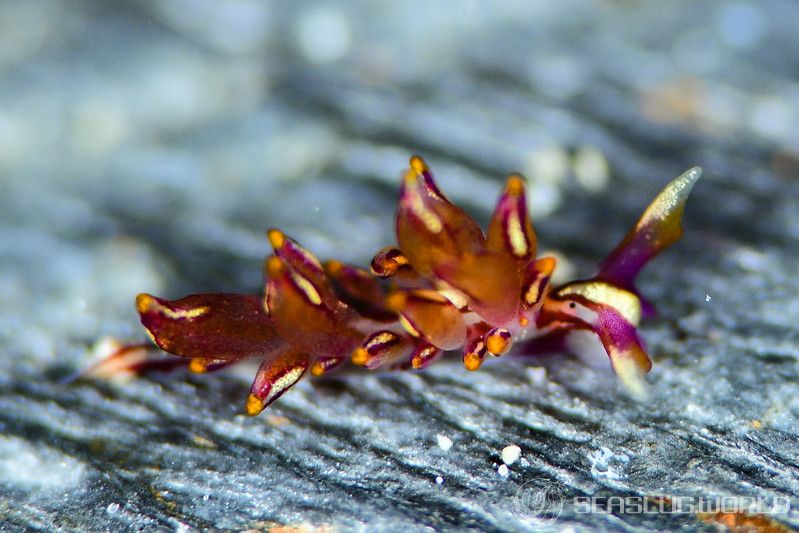 ノトアリモウミウシ Hermaea noto