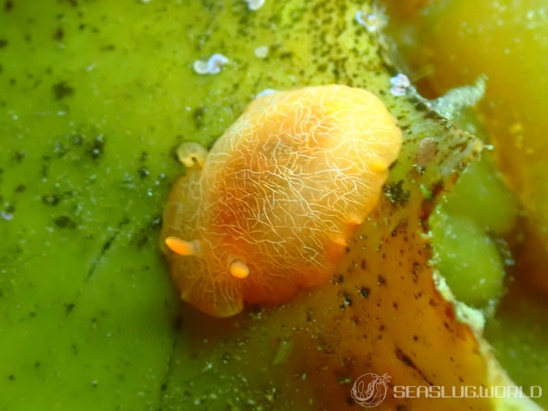 ダイダイウミウシ Doriopsilla miniata