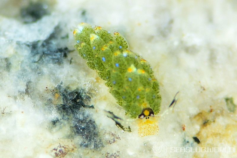 オオアリモウミウシ属の一種 8 Costasiella sp. 8