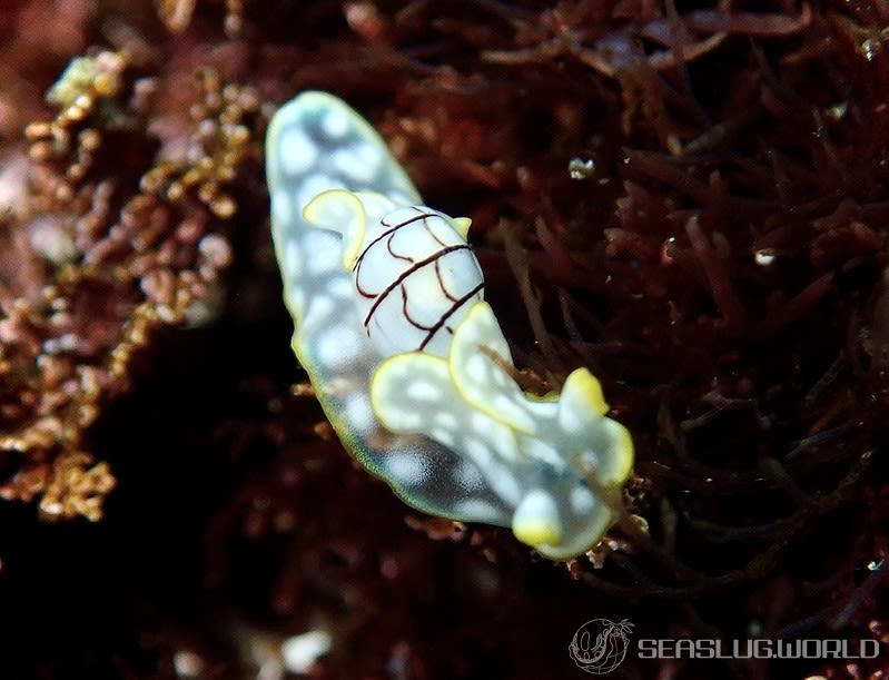 ワタユキシボリガイ Micromelo barbarae