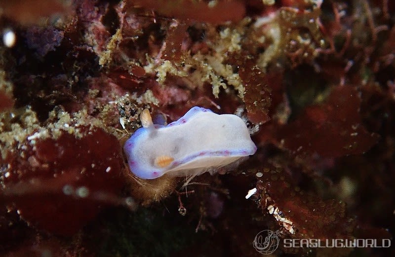 ニシキウミウシ Ceratosoma trilobatum