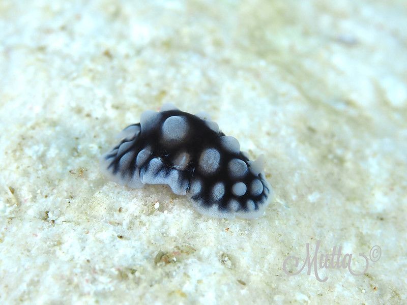 コウシンウミウシ Dendrodoris carbunculosa