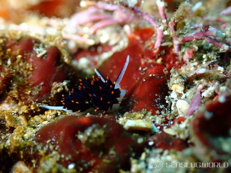 アリモウミウシ Ercolania boodleae