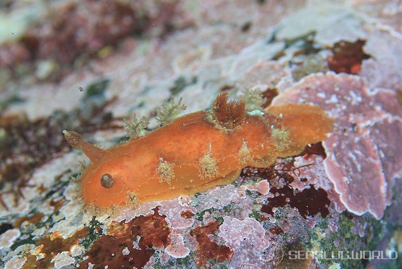 エダウミウシ Kaloplocamus albopunctatus