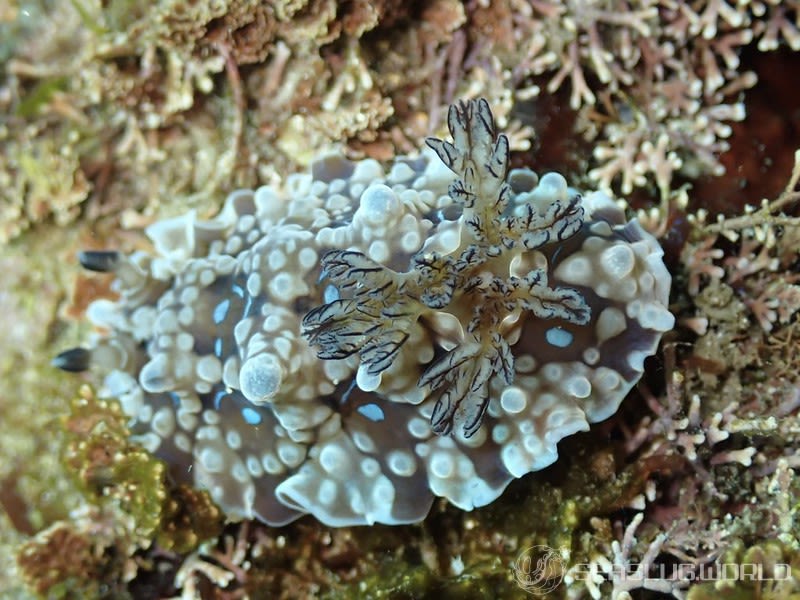 ミヤコウミウシ Dendrodoris krusensternii