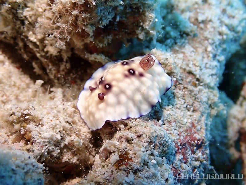 ユウグレイロウミウシ Goniobranchus hintuanensis