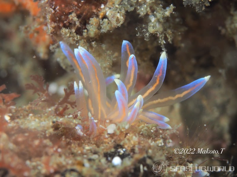 オパールミノウミウシ Phyllodesmium opalescens