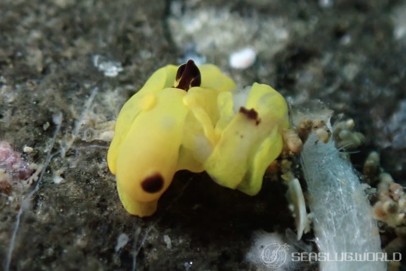 キイロウミコチョウ Siphopteron flavum