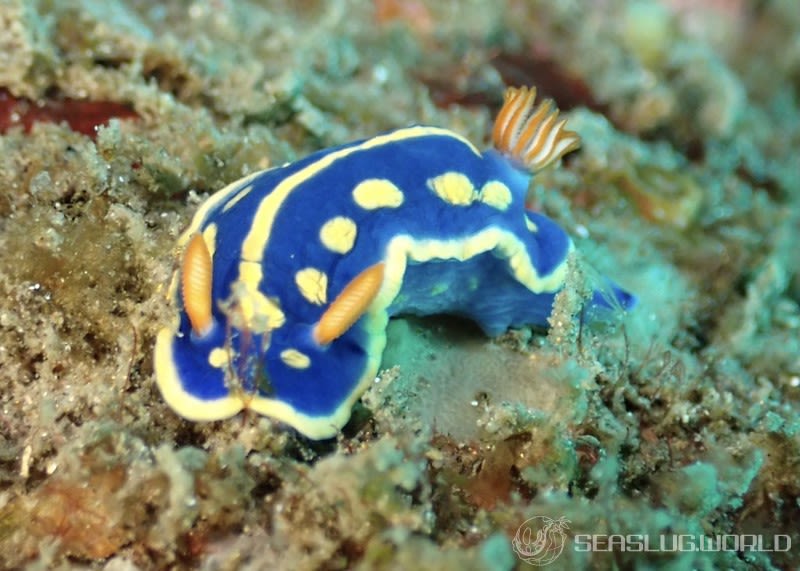 アオウミウシ Hypselodoris festiva