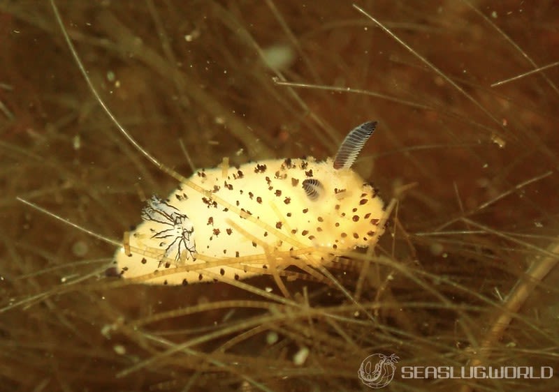 ゴマフビロードウミウシ Jorunna parva