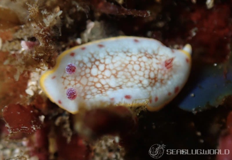 サラサウミウシ Goniobranchus sp.16