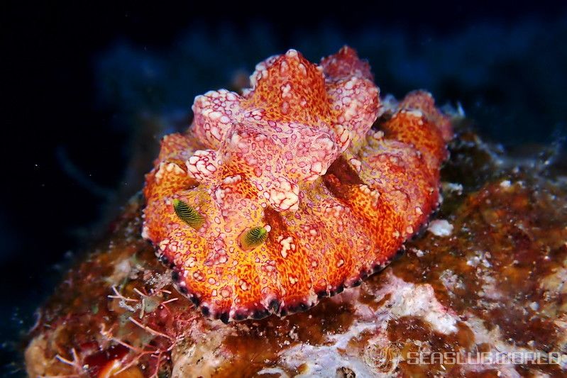 アデヤカイボウミウシ Phyllidiopsis cardinalis