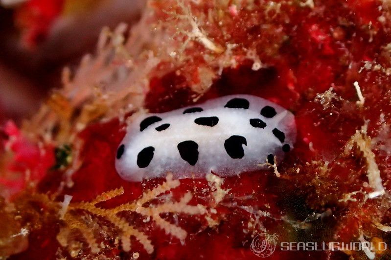 ミズタマイボウミウシ Phyllidia scottjohnsoni