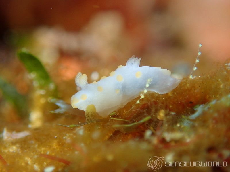 キイボキヌハダウミウシ Gymnodoris impudica