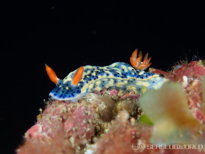 ホシゾラウミウシ Hypselodoris infucata