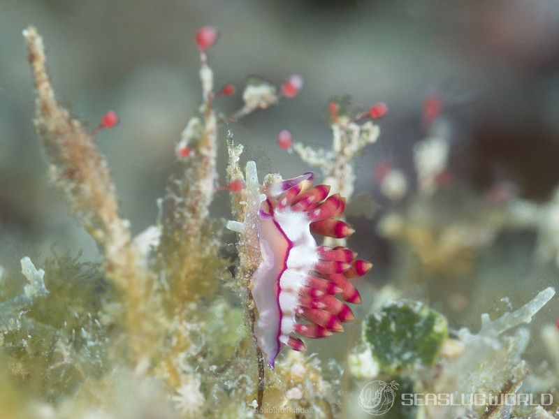 コリュフェリナ・フラムマ Coryphellina flamma