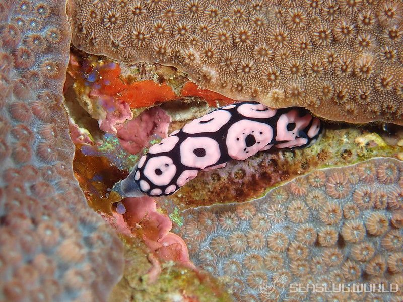 ワモンイボウミウシ Phyllidiella annulata