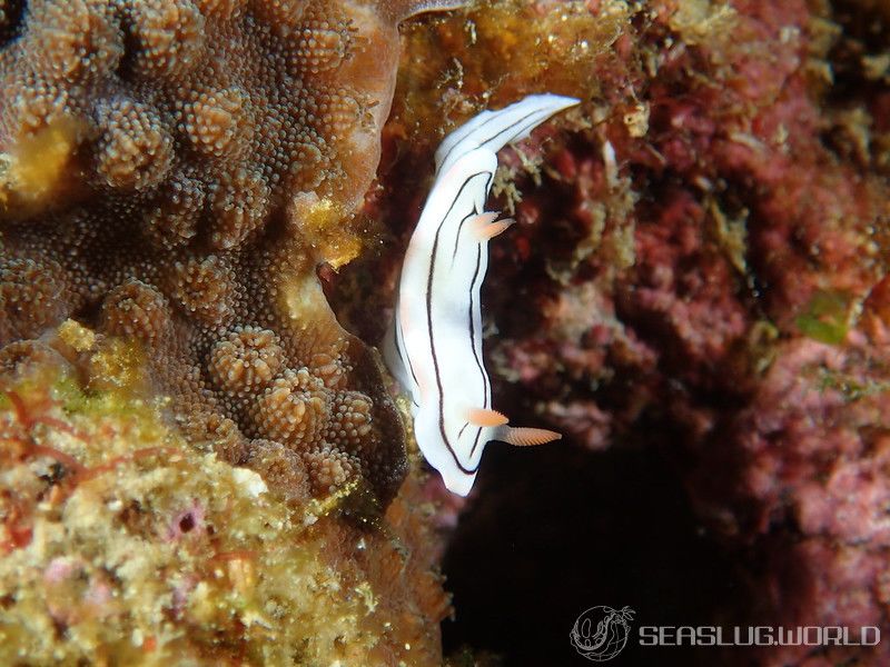 ホンノリイロウミウシ Chromodoris sp. 7