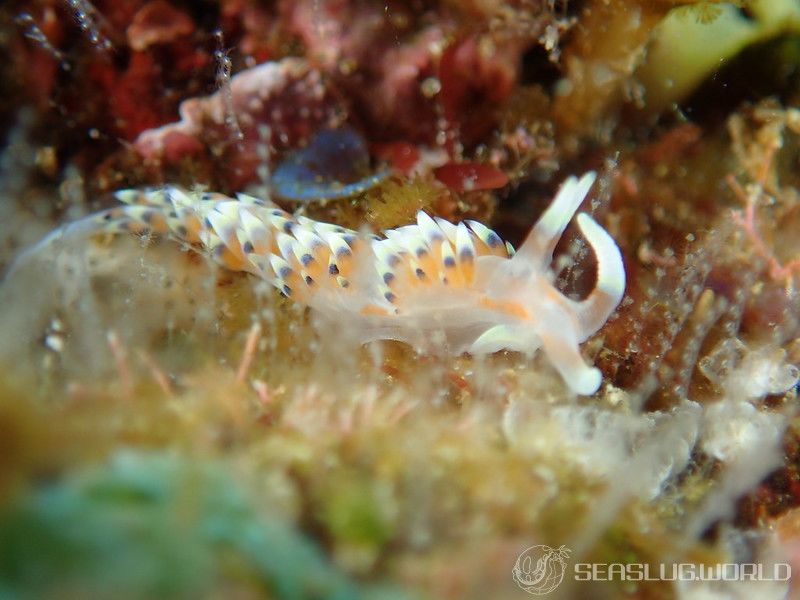 ヒブサミノウミウシ Caloria indica