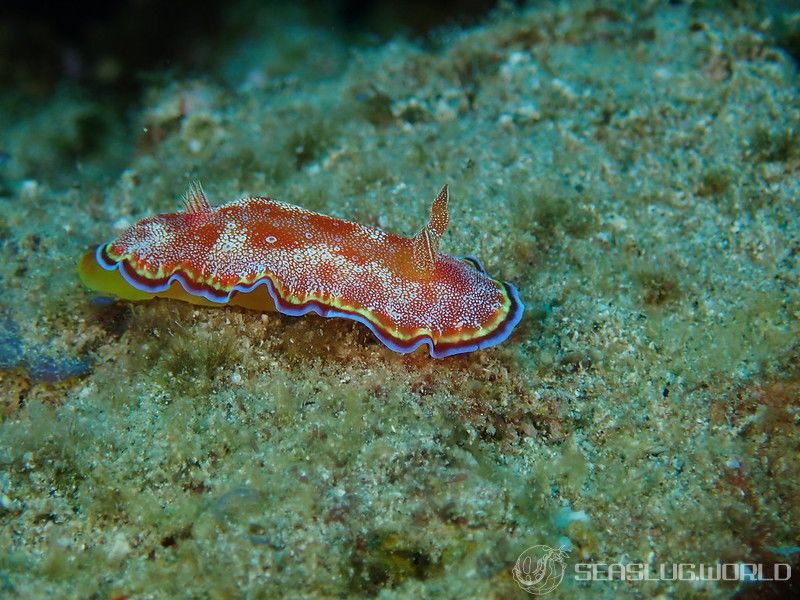 ホムライロウミウシ Goniobranchus albopunctatus