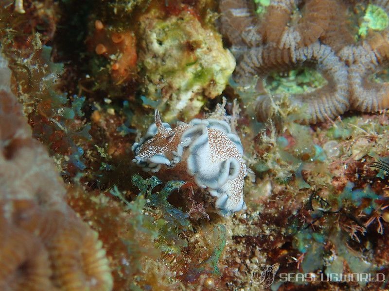 タヌキイロウミウシ Glossodoris hikuerensis