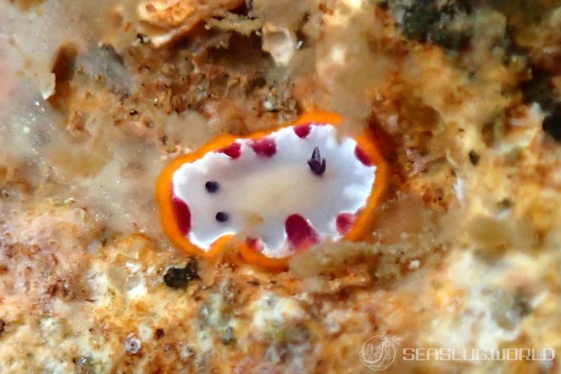 フジナミウミウシ Goniobranchus fidelis