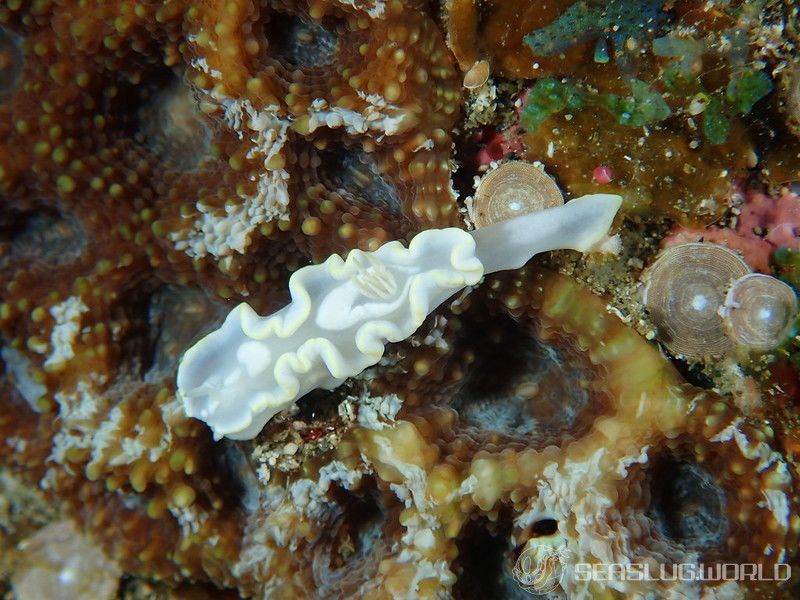 シロタエイロウミウシ Glossodoris buko