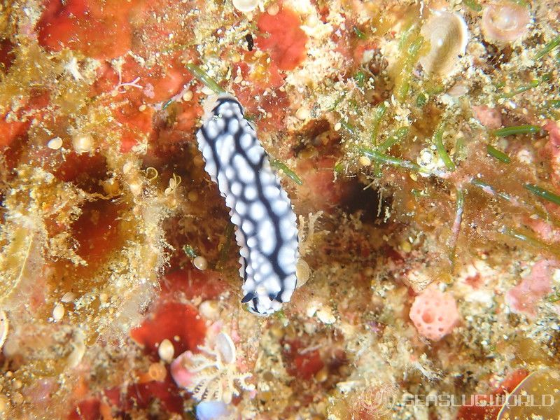 コイボウミウシ Phyllidiella pustulosa